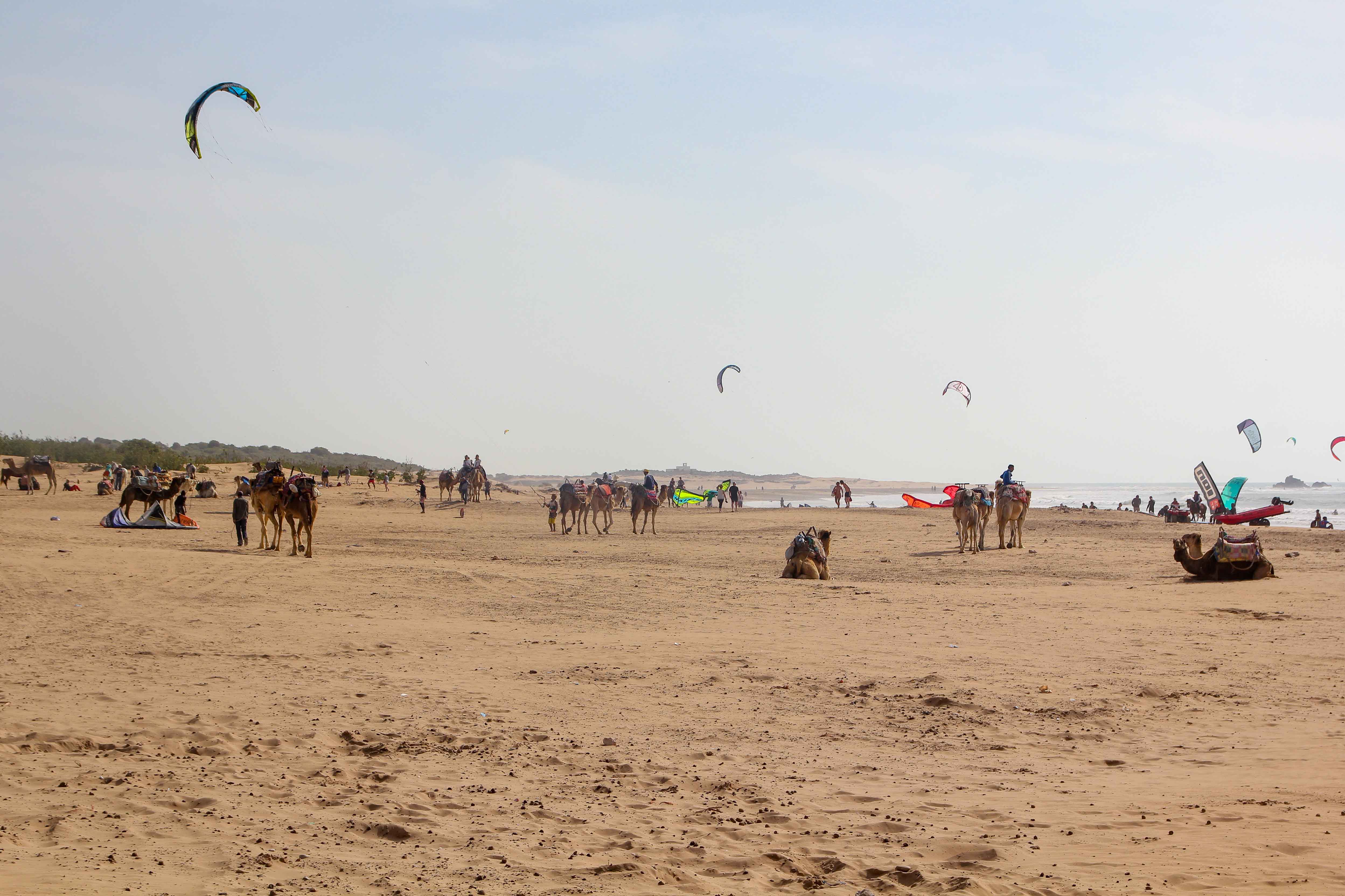 Essaouira Beach: All you have to know! - PlacesofJuma