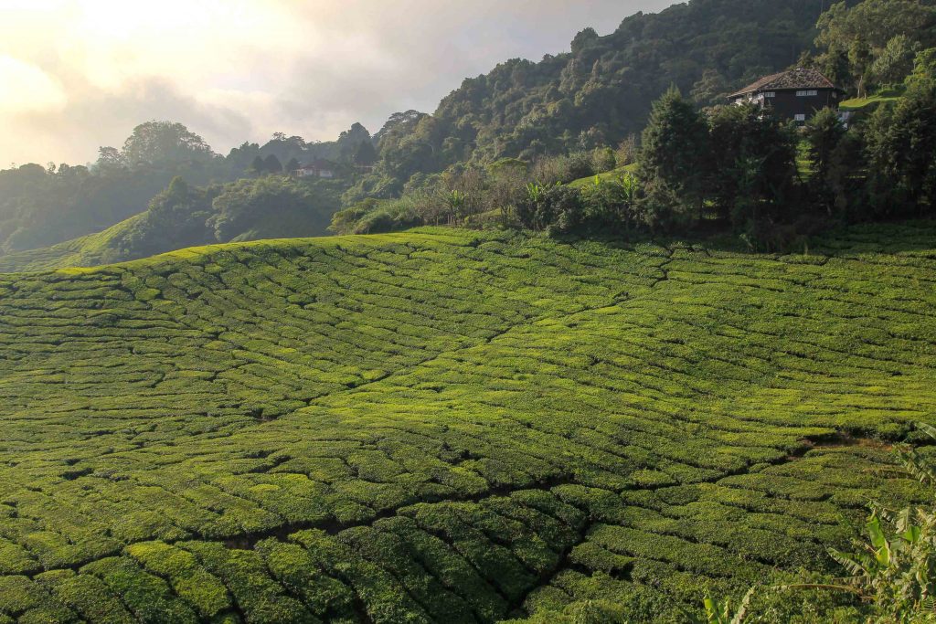 Cameron Highlands, Malaysia - The Best Attractions and Tours - PlacesofJuma